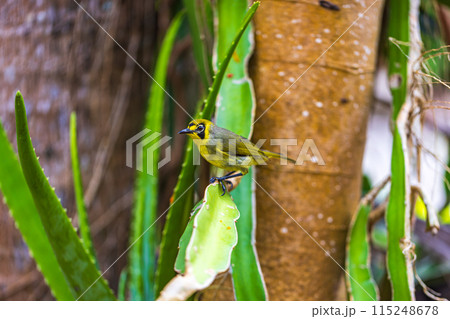 小笠原諸島・母島　メグロ 115248678