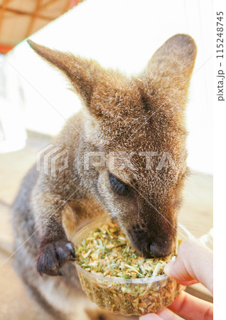 勢いよくエサを食べるかわいらしいワラビー 115248745