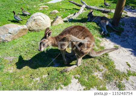 おしりをかいているカンガルー 115248754