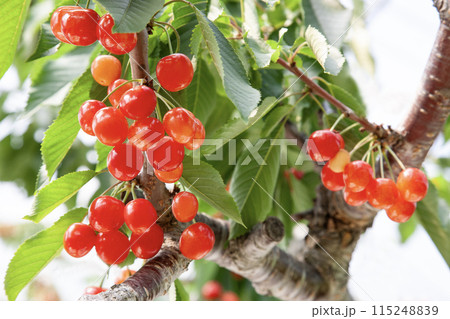 初夏の果物さくらんぼ 115248839