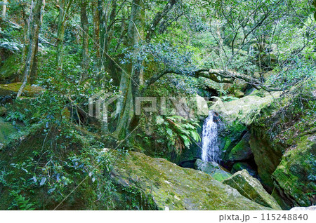 森の中にある小さな滝 森の中にある小さな滝 115248840