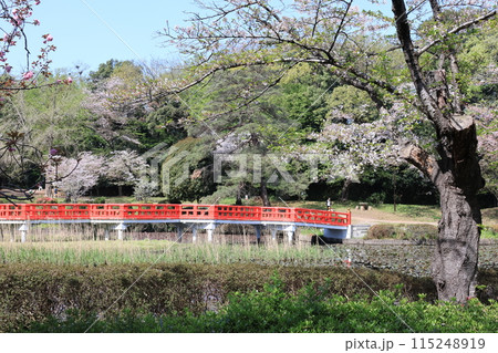 さいたま市の岩槻城址公園の春の風景 115248919