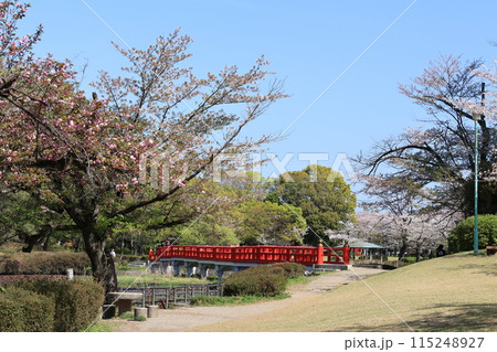 さいたま市の岩槻城址公園の春の風景 さいたま市の岩槻城址公園の春の風景 115248927