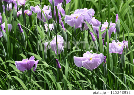 江戸錦・花菖蒲 115248952