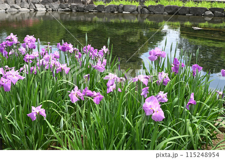 紅の糸・花菖蒲 115248954