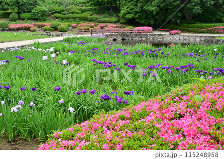 花菖蒲・水無月園 115248958
