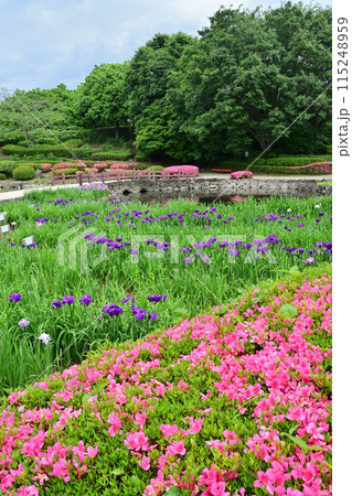 花菖蒲・水無月園 115248959