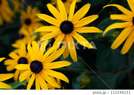 初夏の花壇に咲く花。鮮やかな黄色と黒のコントラストが夏らしい。 115249131