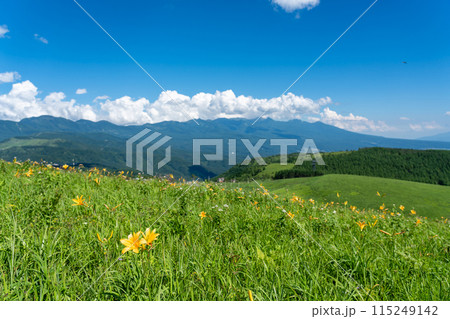 長野県茅野市 夏の車山高原の黄色いニッコウキスゲの花と山並み 長野県茅野市 夏の車山高原の黄色いニッコウキスゲの花と山並み 115249142