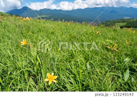 長野県茅野市　夏の車山高原の黄色いニッコウキスゲの花と山並み 115249143