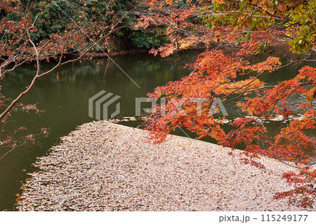 神奈川県 震生湖の紅葉 神奈川県 震生湖の紅葉 115249177