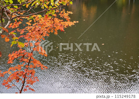 神奈川県 震生湖の紅葉 神奈川県 震生湖の紅葉 115249178