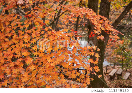 神奈川県　震生湖の紅葉 115249180