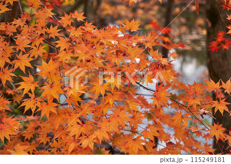 神奈川県　震生湖の紅葉 115249181