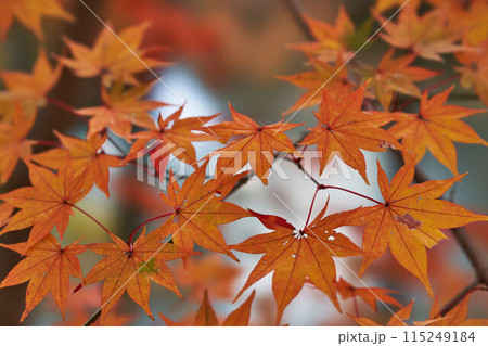 神奈川県 震生湖の紅葉 神奈川県 震生湖の紅葉 115249184