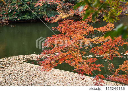 神奈川県 震生湖の紅葉 神奈川県 震生湖の紅葉 115249186
