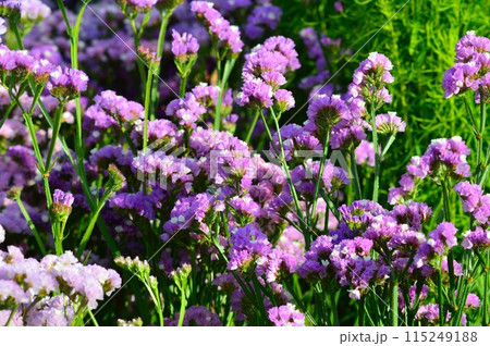 スターチス（ハナハマサジ） 115249188