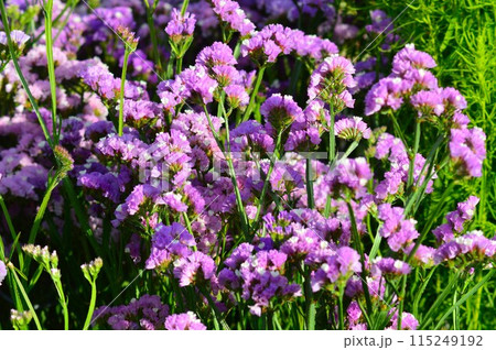 スターチス（ハナハマサジ） 115249192