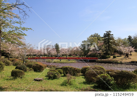 さいたま市の岩槻城址公園の春の風景 115249459