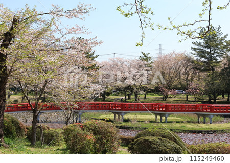 さいたま市の岩槻城址公園の春の風景 115249460