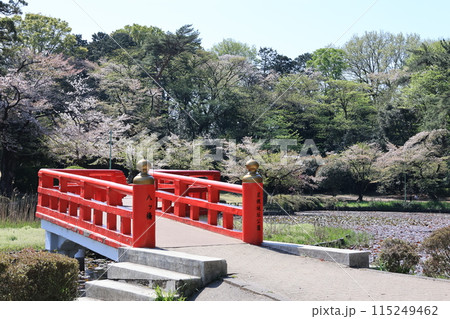 さいたま市の岩槻城址公園の春の風景 115249462