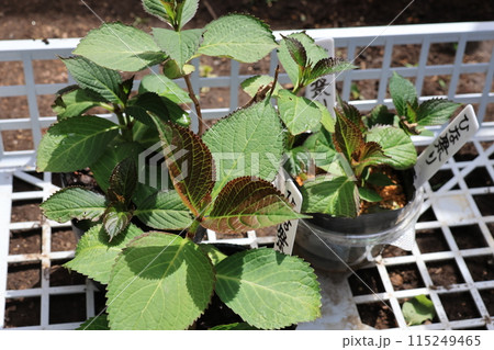 差し芽を行い養生中のアジサイの苗 差し芽を行い養生中のアジサイの苗 115249465