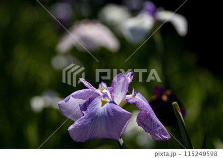 花菖蒲　伊勢神宮外宮 115249598