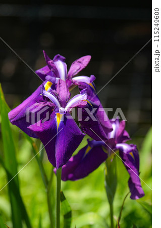 花菖蒲　伊勢神宮外宮 115249600