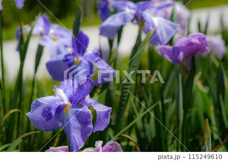 花菖蒲　伊勢神宮外宮 115249610