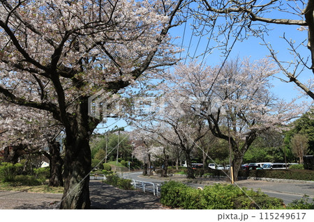 さいたま市の岩槻城址公園の春の風景 さいたま市の岩槻城址公園の春の風景 115249617