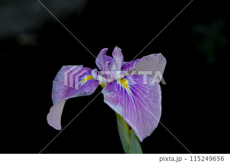 花菖蒲　伊勢神宮外宮 115249656