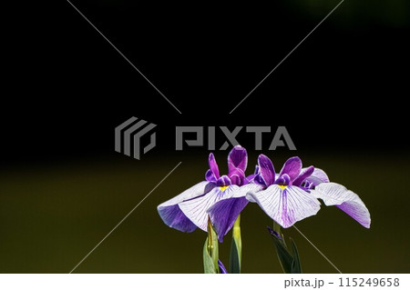 花菖蒲 伊勢神宮外宮 花菖蒲 伊勢神宮外宮 115249658