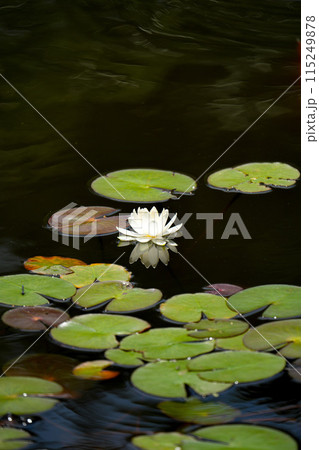 睡蓮　丹生大師 115249878