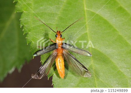 生き物　昆虫　アオカミキリモドキ、飛ぶ。青緑色の翅の下は鮮やかなオレンジ色 115249899