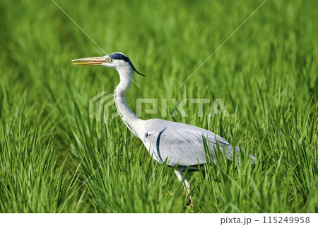 青鷺 heron / Japan 115249958