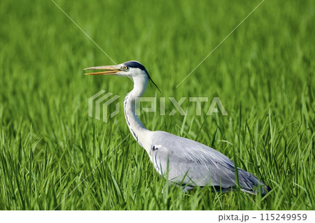 青鷺 heron / Japan 青鷺 heron / Japan 115249959
