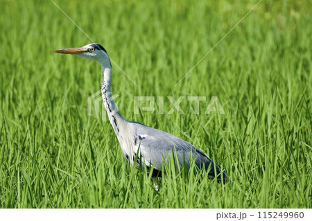 青鷺 heron / Japan 115249960