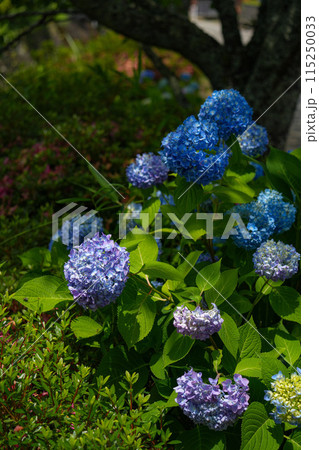 紫陽花 115250033