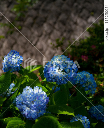 紫陽花 115250034