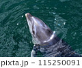 イルカ 115250091