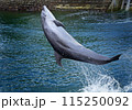 イルカ 115250092