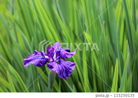 色とりどりに咲き人々の心を癒し続ける菖蒲の花たち 115250135