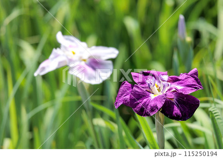 色とりどりに咲き人々の心を癒し続ける菖蒲の花たち 115250194