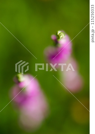 信濃川・やすらぎ堤の捩花(ねじばな) 115250333