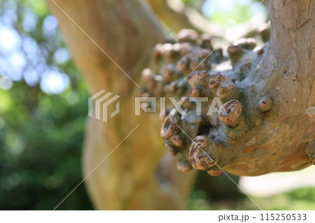 サルスベリにイボイボ サルスベリにイボイボ 115250533