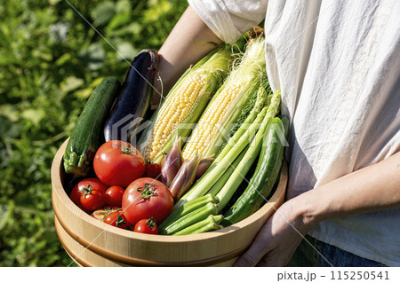 色とりどりの野菜 野菜集合 色とりどりの野菜 野菜集合 115250541