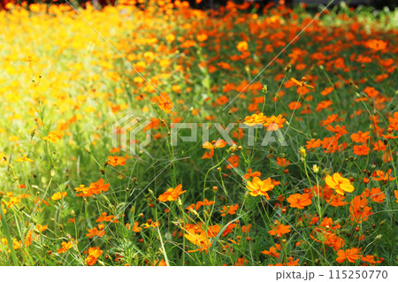 キバナコスモスの花畑 キバナコスモスの花畑 115250770