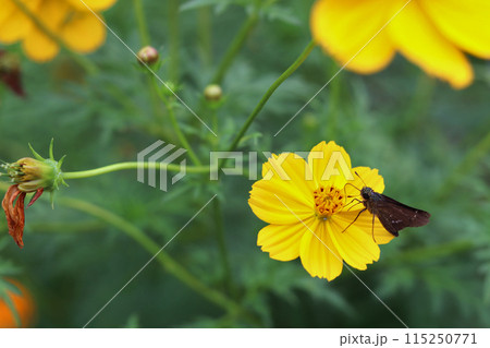 キバナコスモスにとまる蝶 115250771