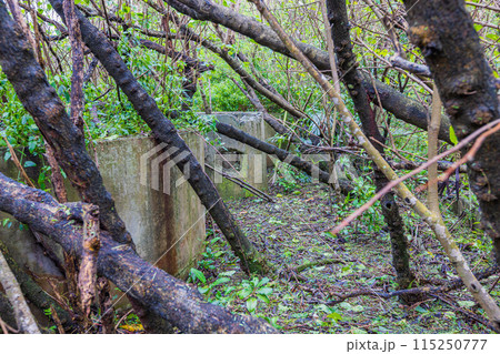 小笠原諸島・母島 海軍施設跡地 小笠原諸島・母島 海軍施設跡地 115250777
