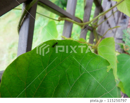 葉の上の蟻 葉の上の蟻 115250797